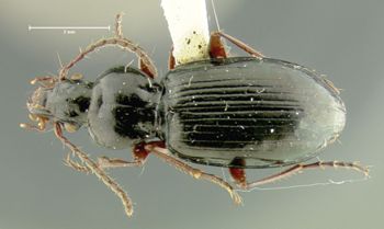 Media type: image;   Entomology 31310 Aspect: habitus dorsal view